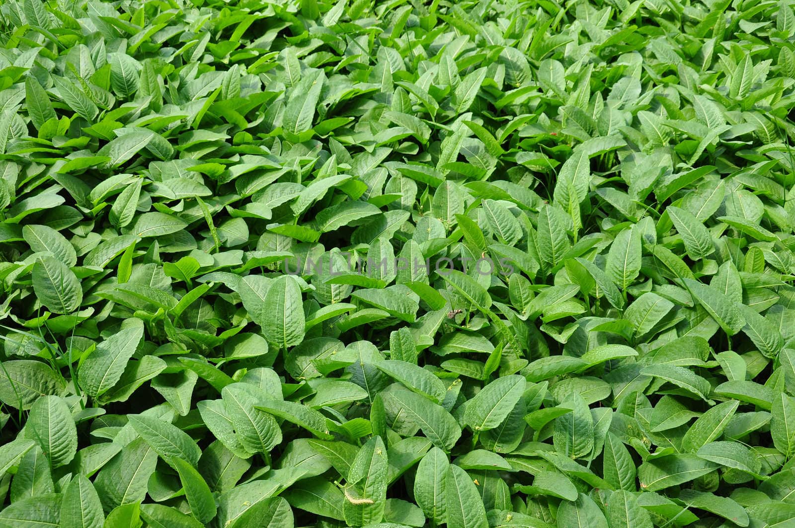 Common bistort (Bistorta officinalis)