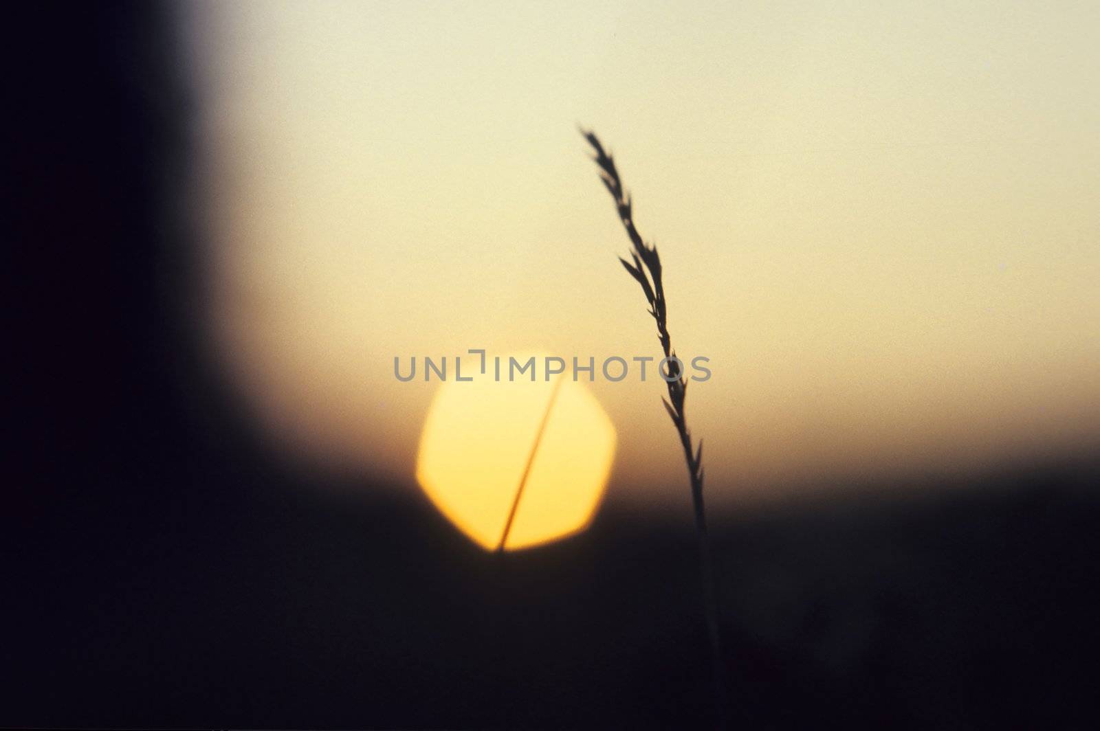 Grass stem at sun set