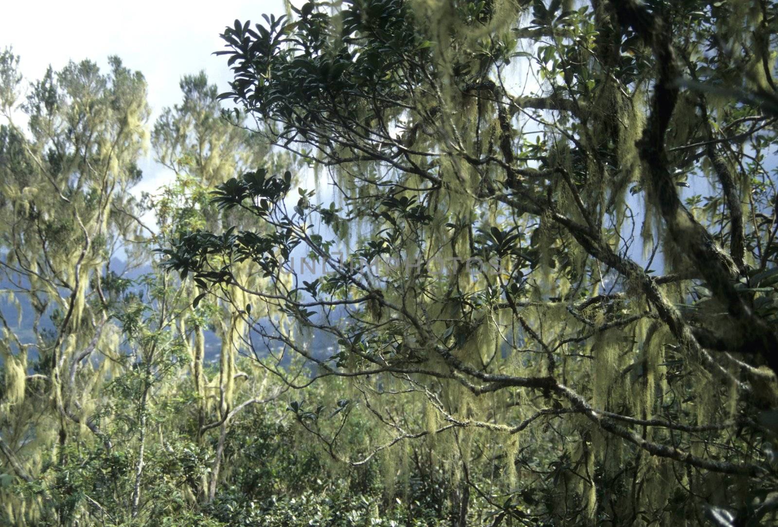 Tropical forest in La Reunion with Beard Lichen (Usnea)