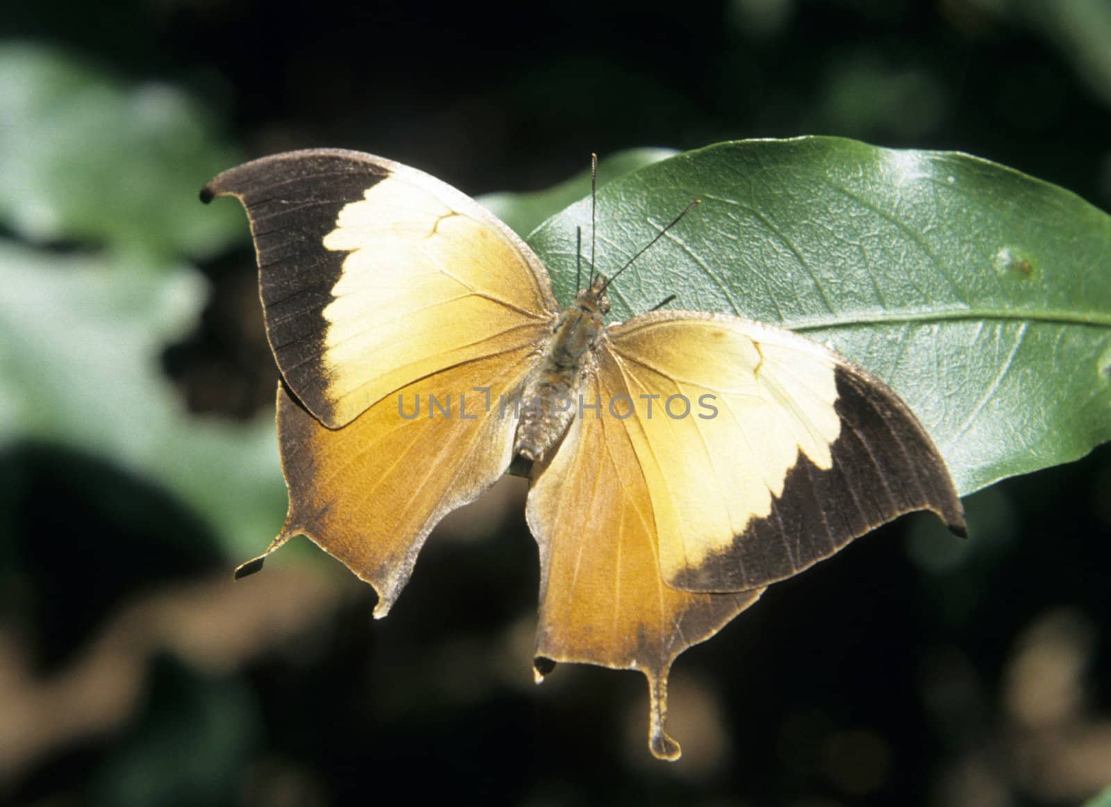 Tropical butterfly