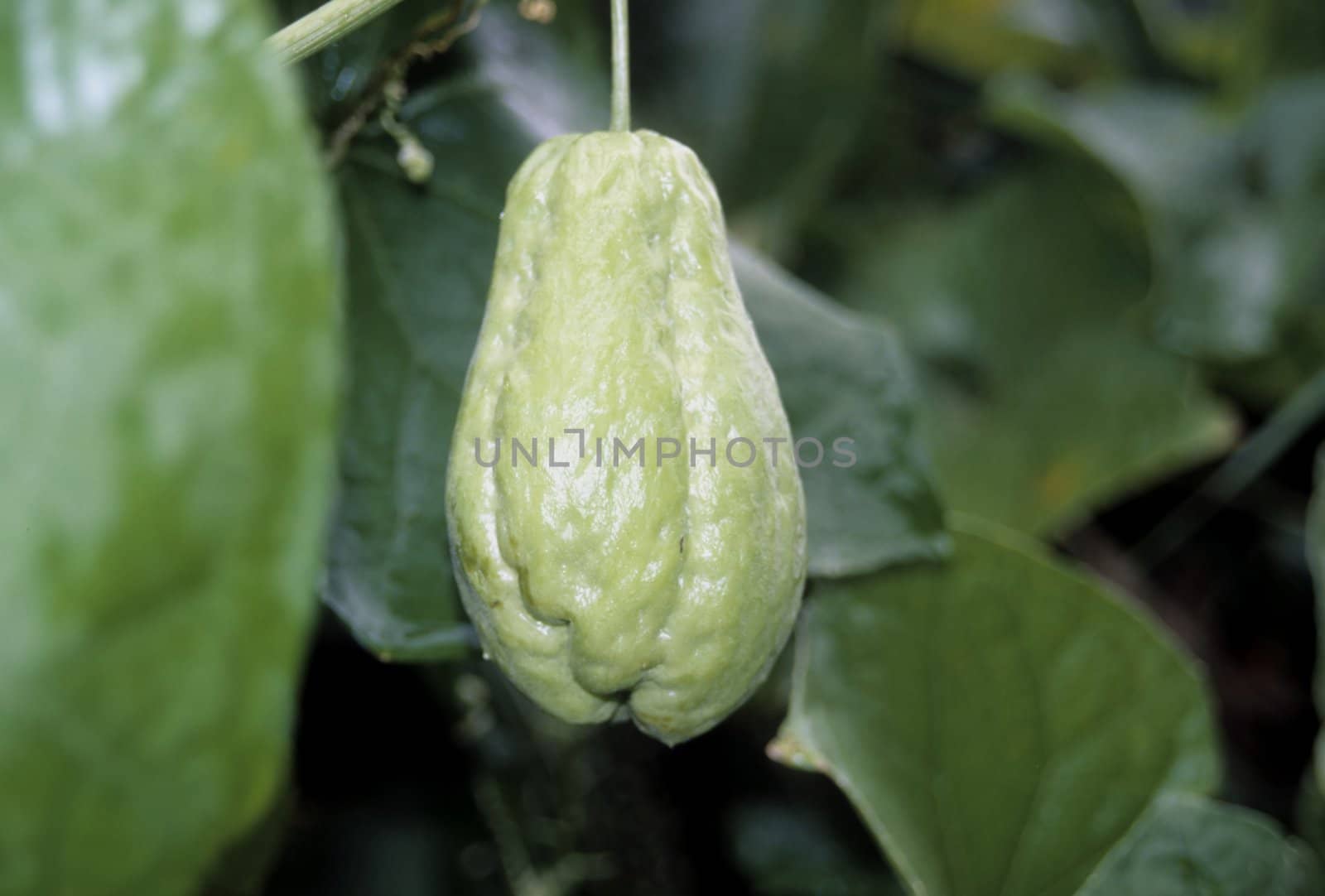 Chayote (Sechium edule)