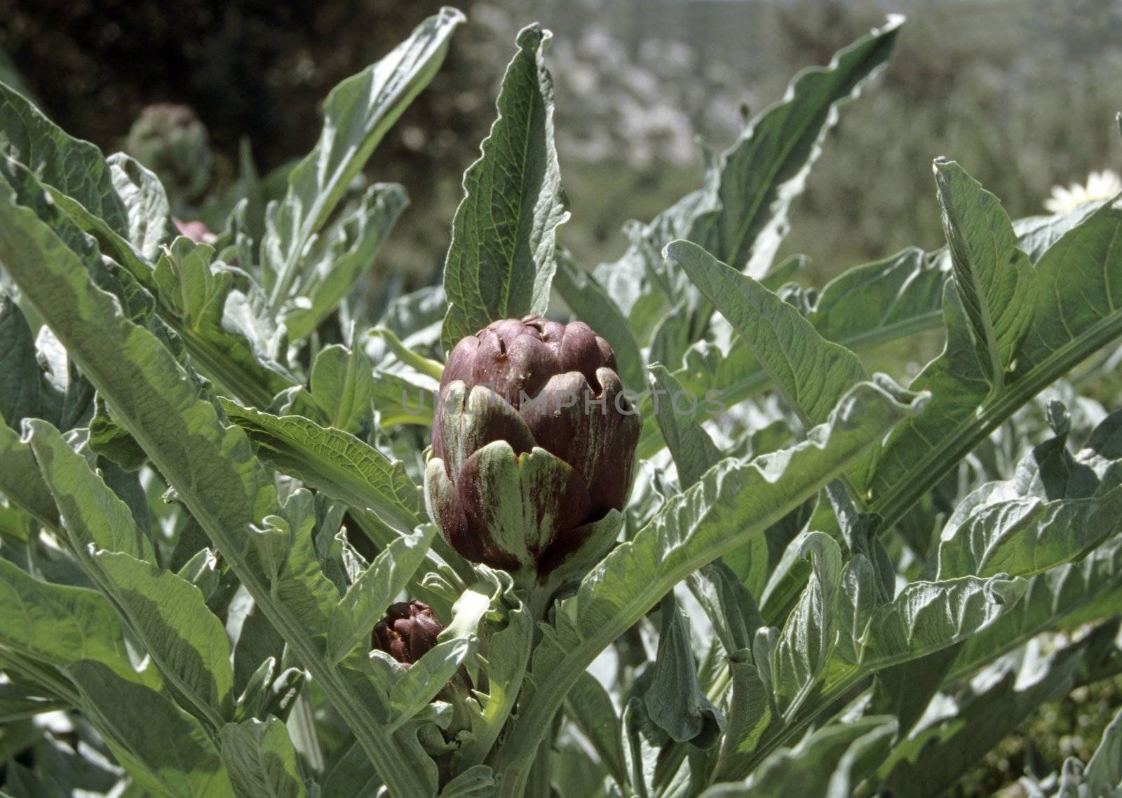 Artichoke plant