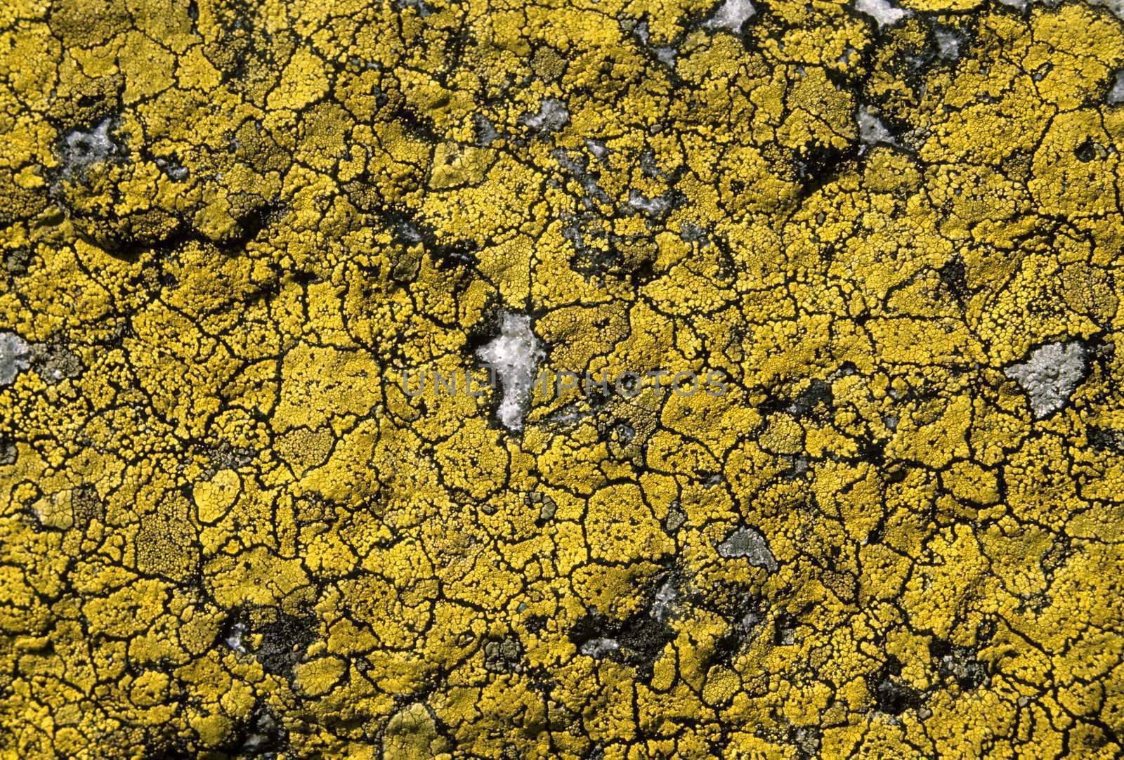 Lichen background