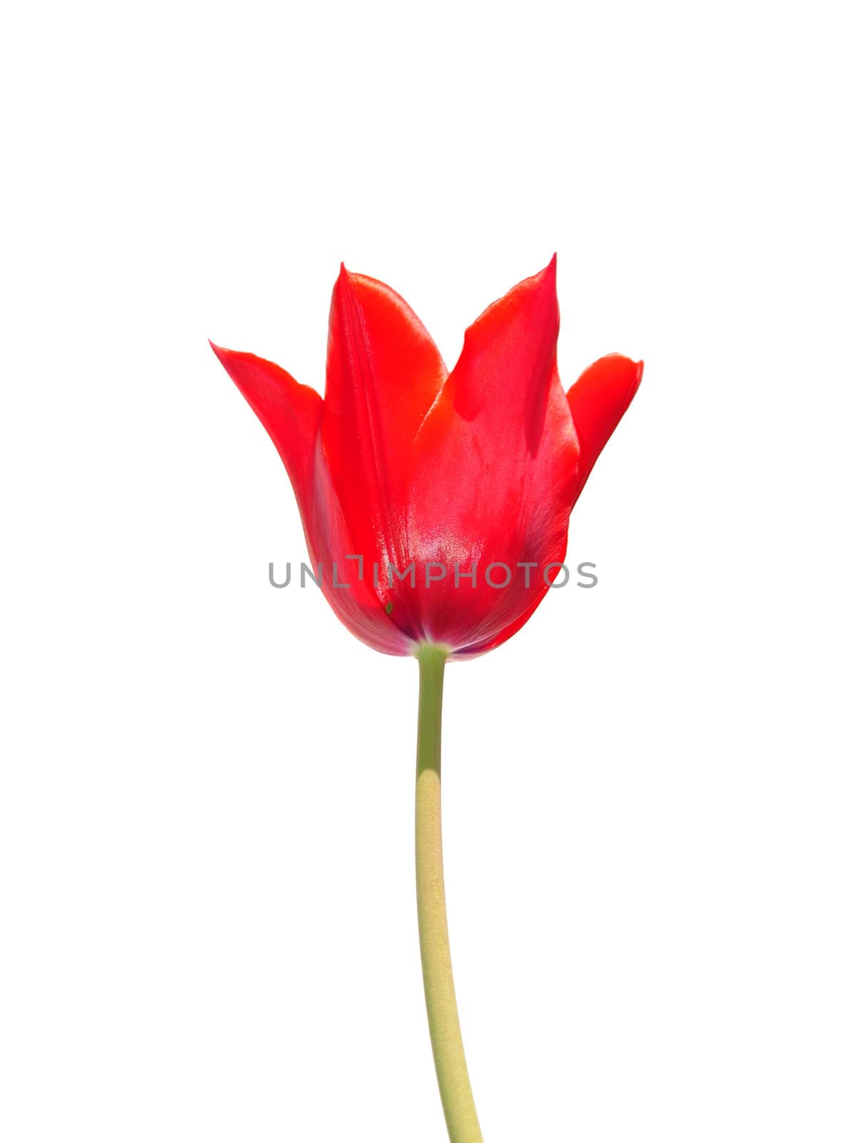 Red tulip by rbiedermann