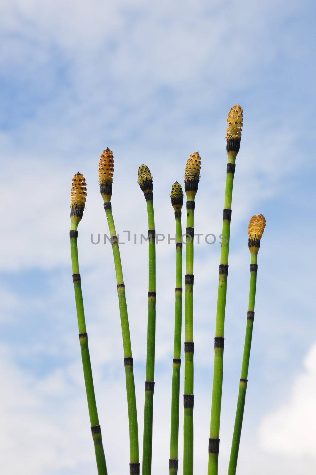 Horsetail (Equisetum) by rbiedermann