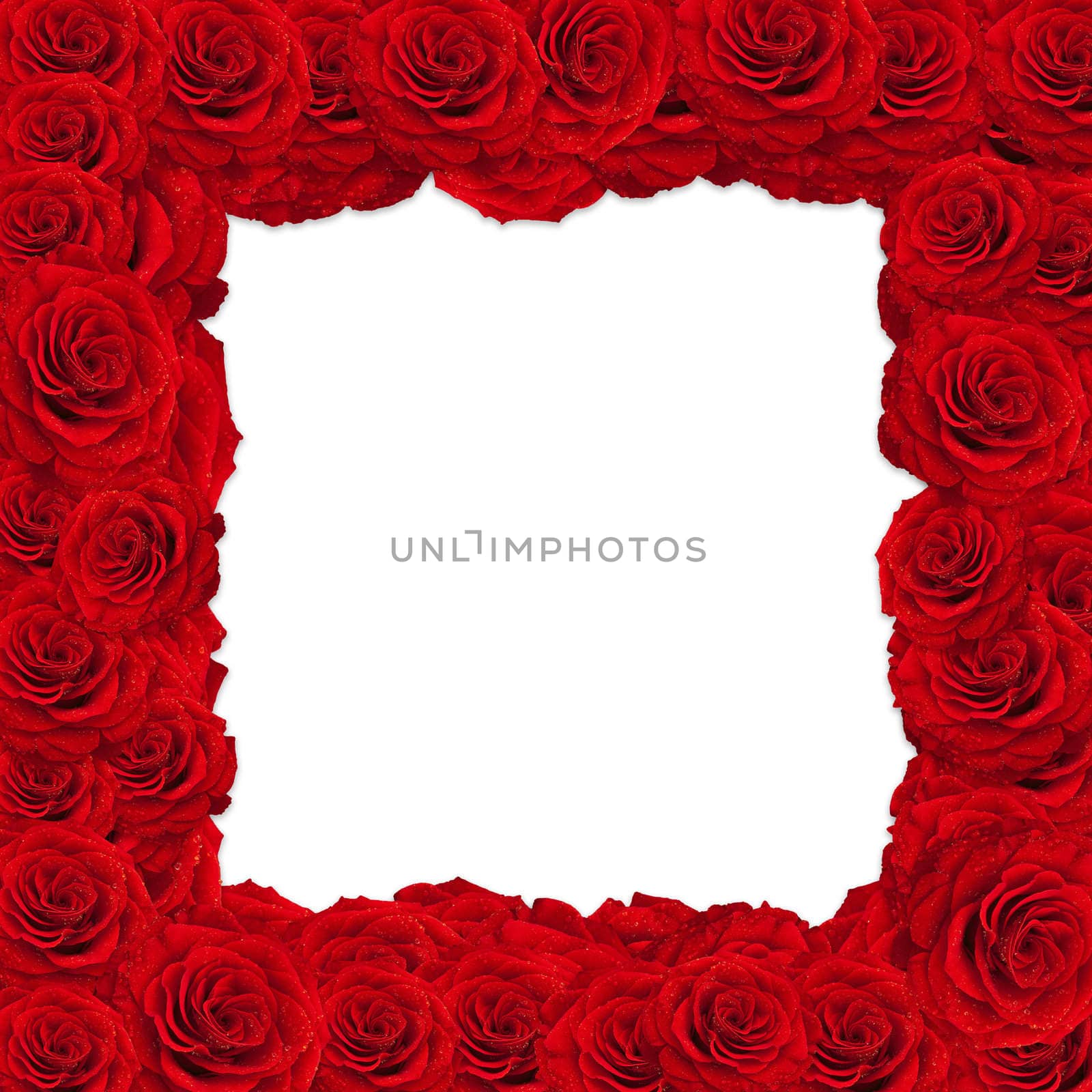 red roses frame over white background, copyspace 