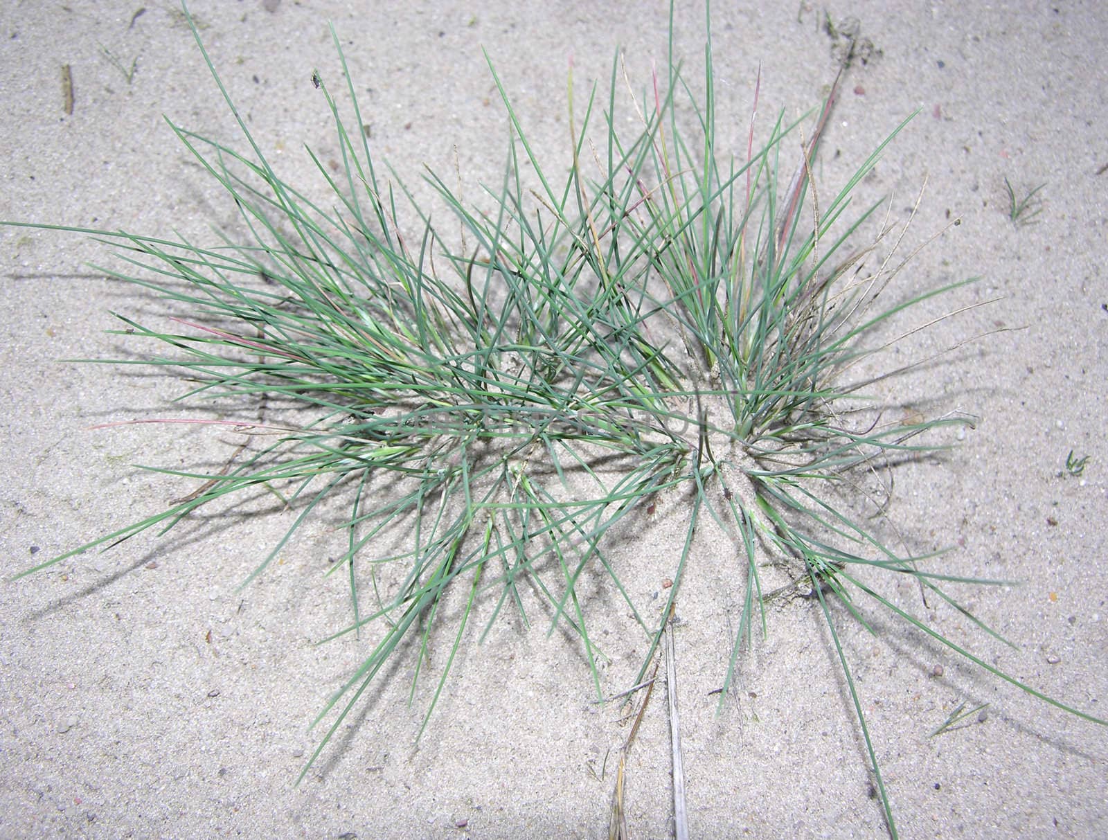 Grey hair grass (Corynephorus canescens)