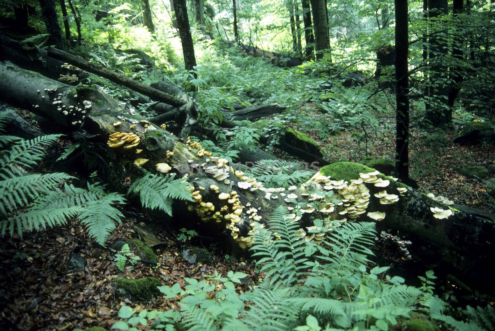 Primeval forest in Bavaria