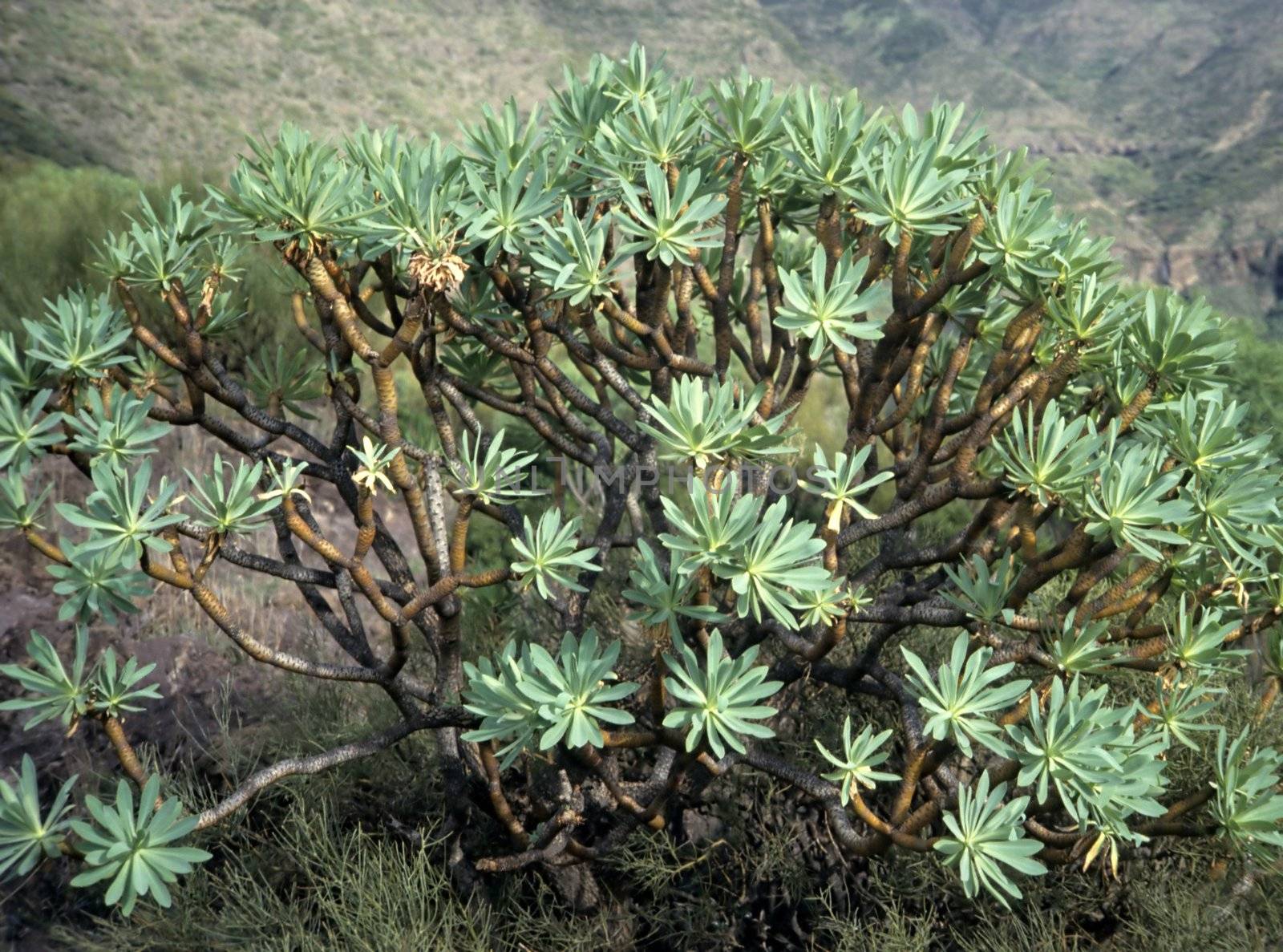 Euphorbia on Canary Islands
