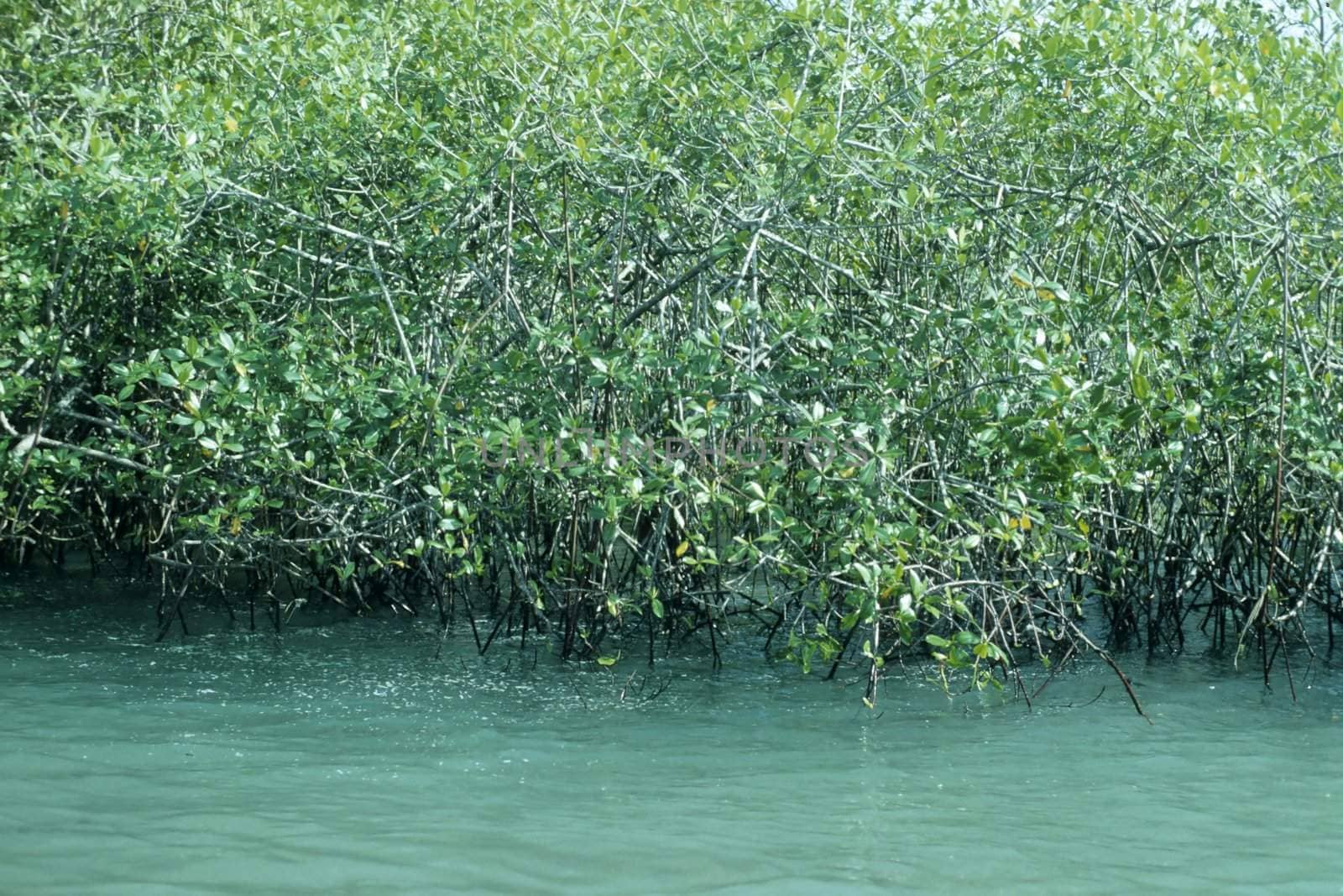 Mangrove in Costa Rica