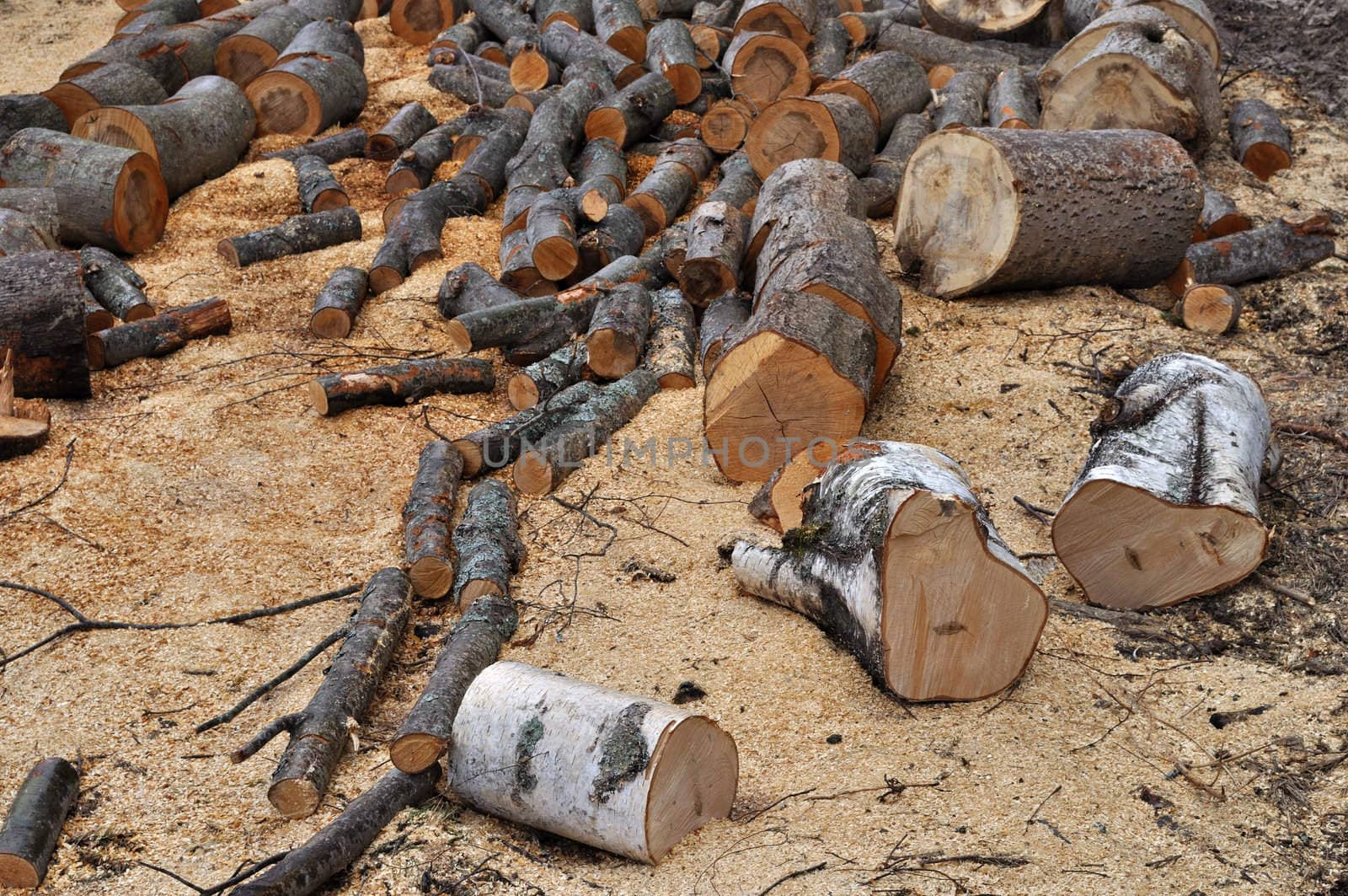Pile of birch and aspen firewood on the ground