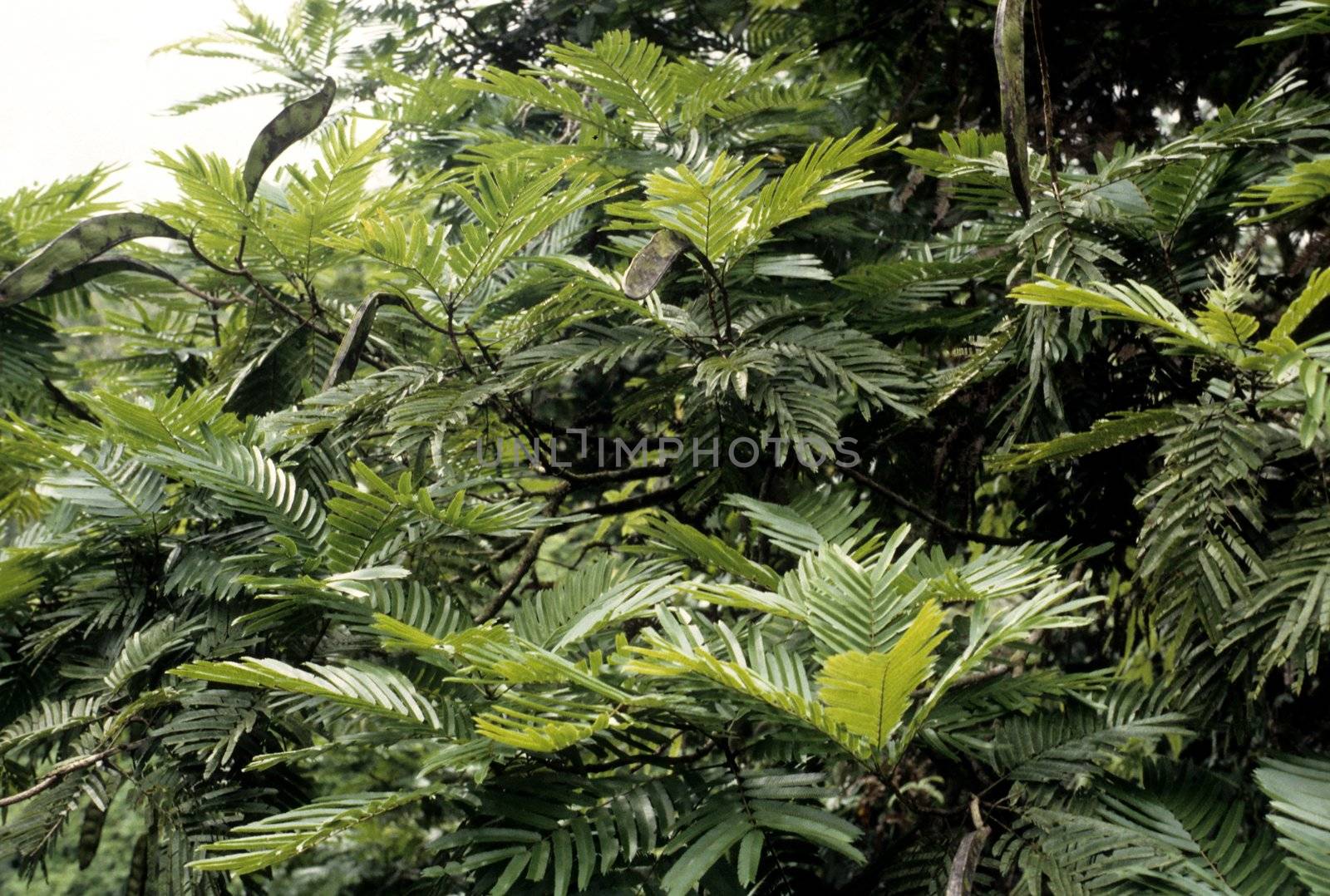 Wild carob tree