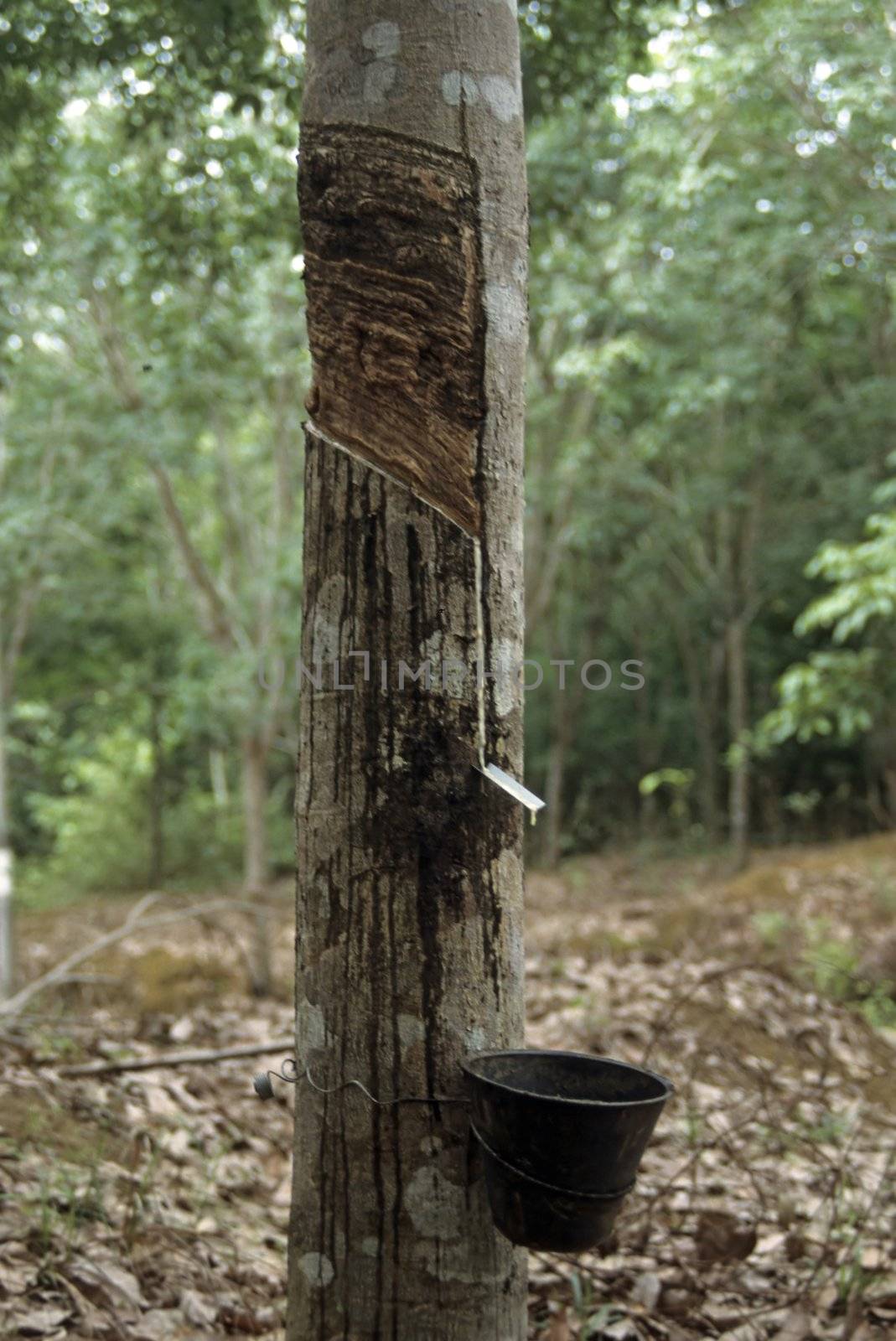 Rubber tree (Hevea brasiliensis) by rbiedermann