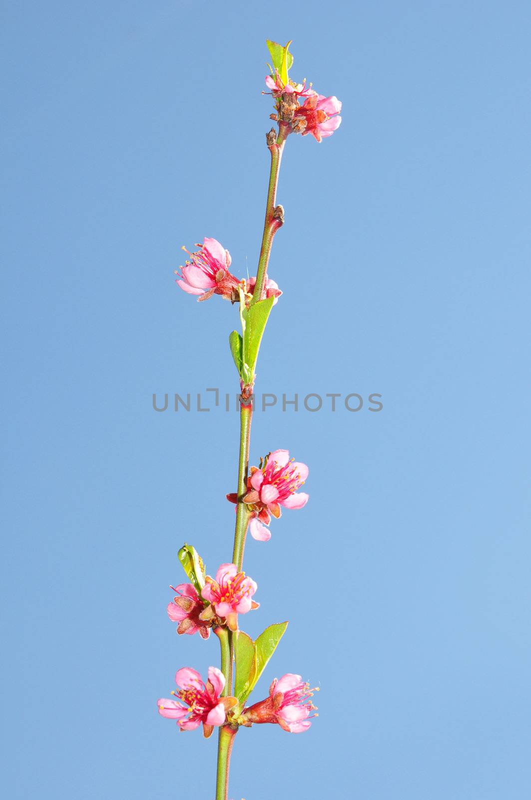 Peach flower (Prunus persica) by rbiedermann