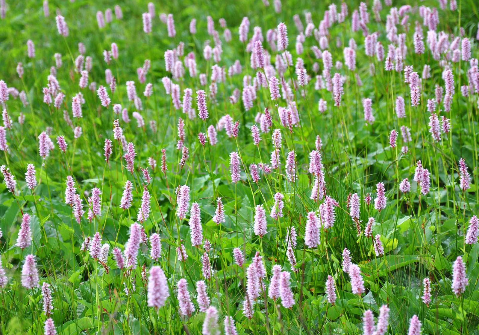Common Bistort (Bistorta officinalis)