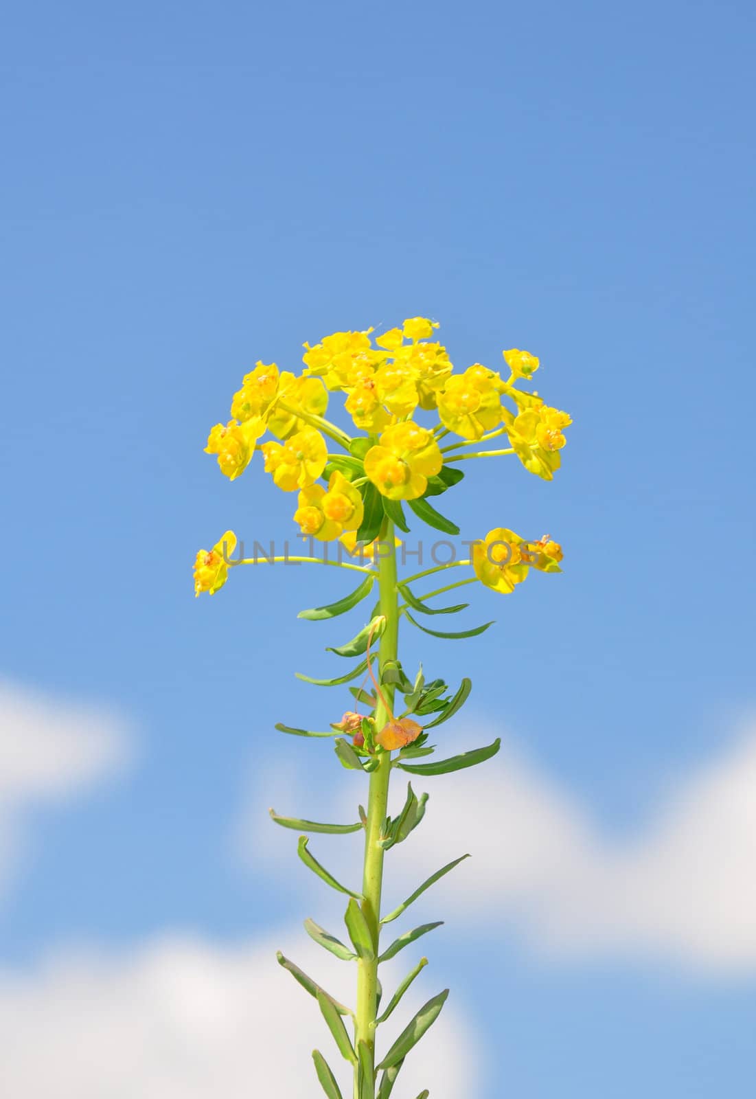 Cypress spurge (Euphorbia cyparissias)