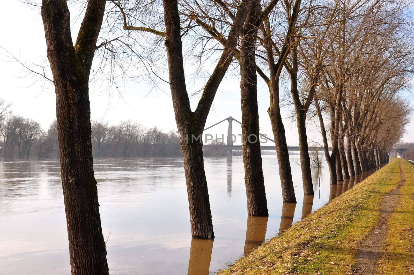 Danube flood
