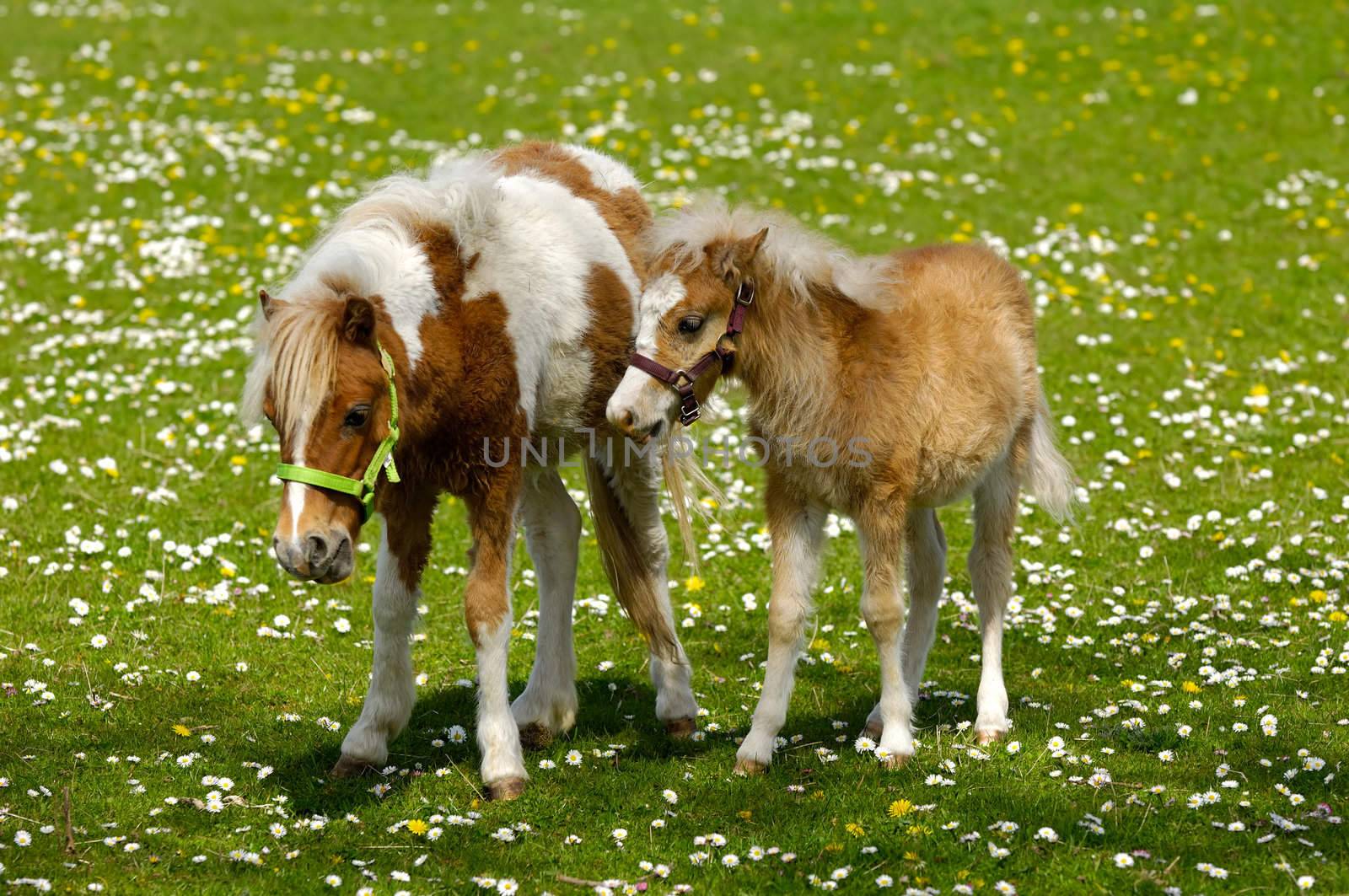 A sweet young horse with its mother on green field.