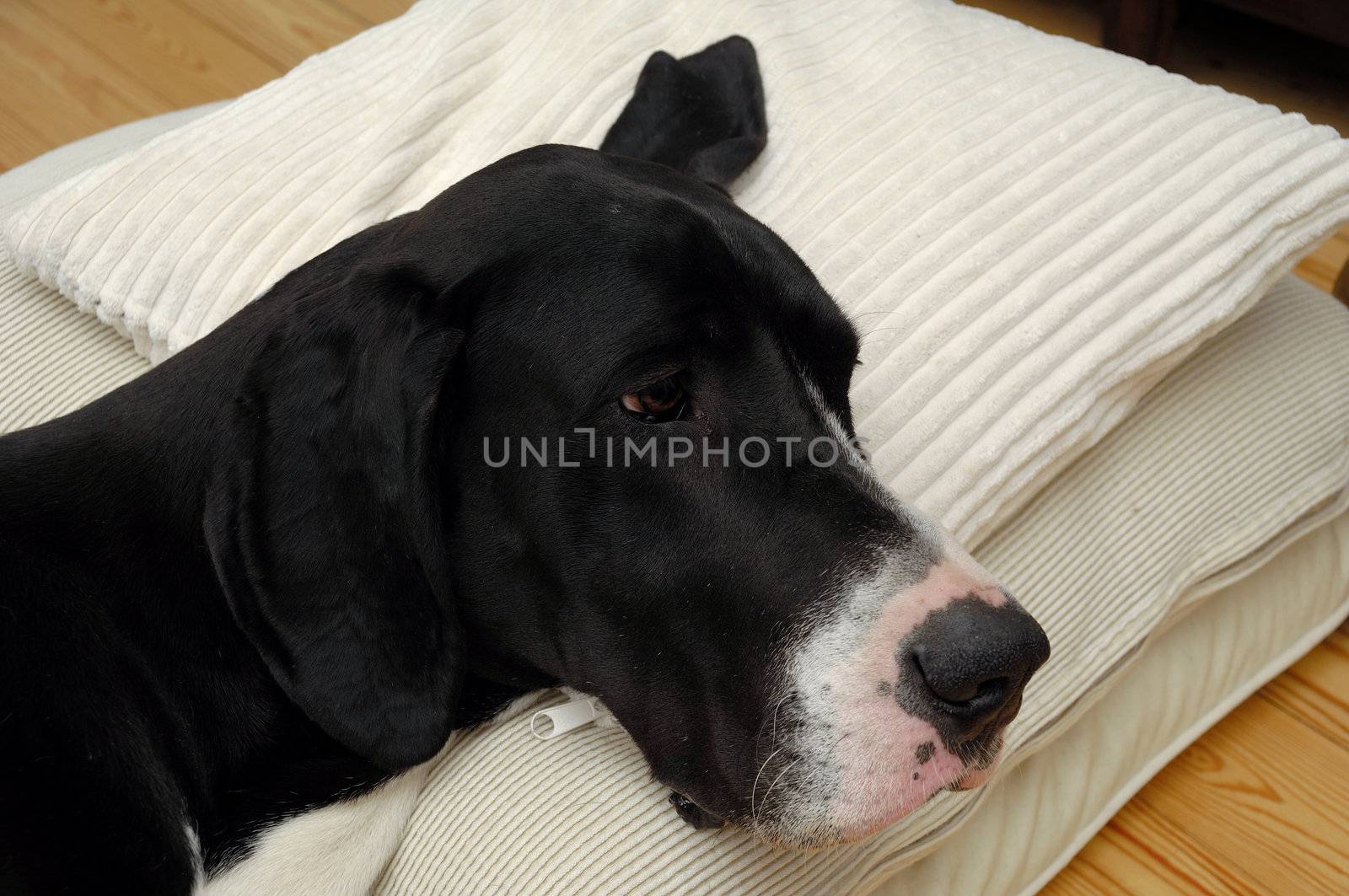 Great Dane dog is resting on a pillow