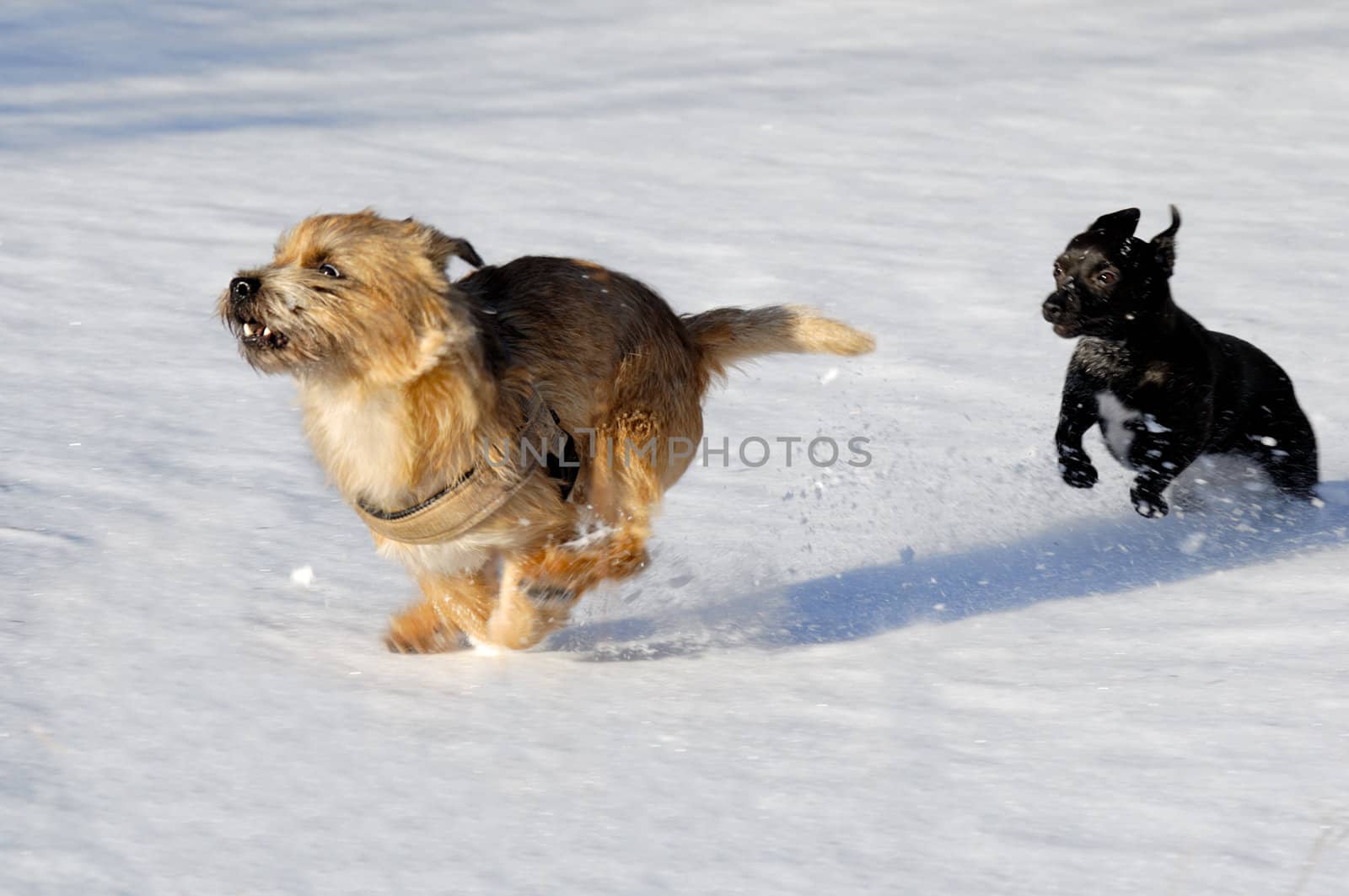 Dogs are playing and running in the snow. Motion blur. The breed of the dogs are a Cairn Terrier and the small dog is a mix of a Chihuahua and a Miniature Pinscher. 