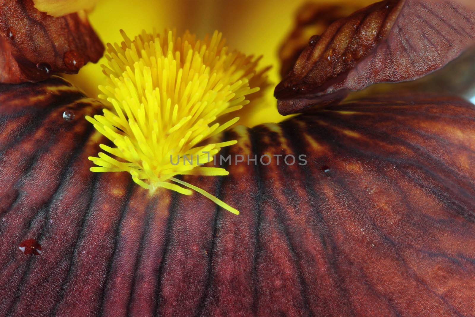 Extreme macro of a beautiful brown Bearded Iris flower.
