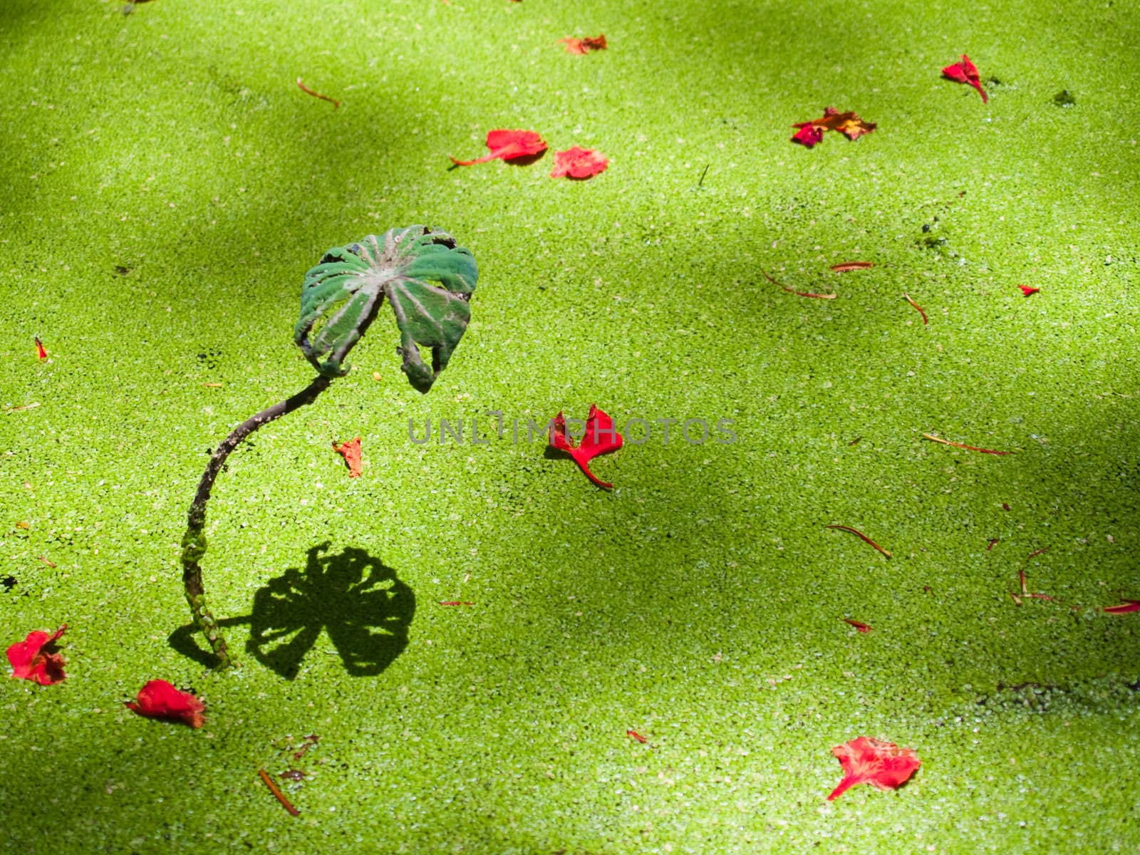 Reflection of alone lotus leaf on green duckweed