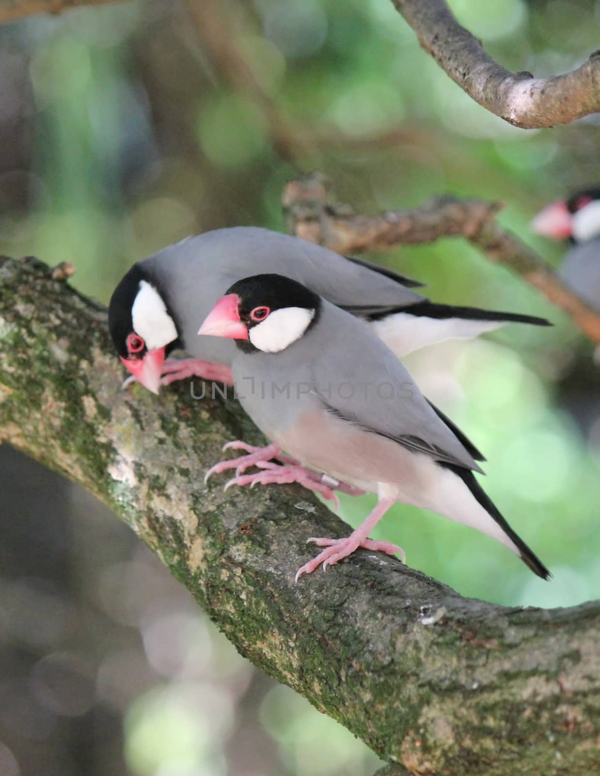 Two java padda colored birds on the branch of a tree