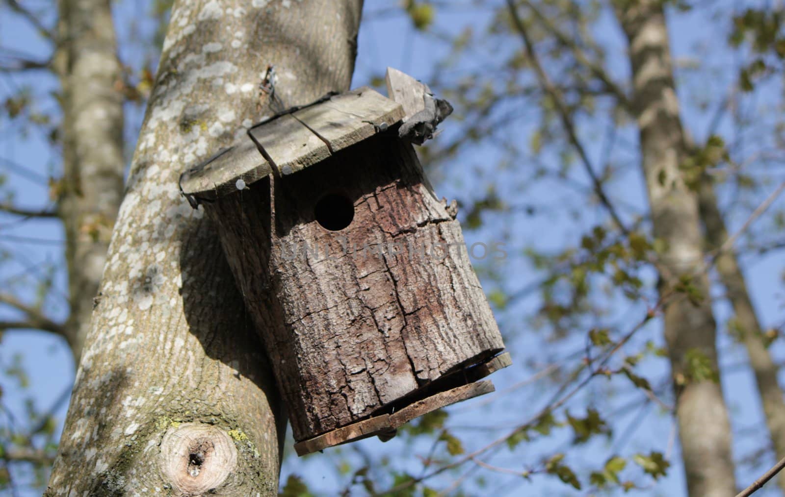 Little bird house hanging on the trunk of a tree in the forest by beautiful weather