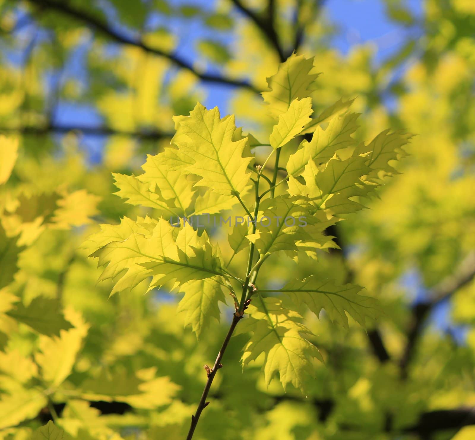 Oak leaves by Elenaphotos21