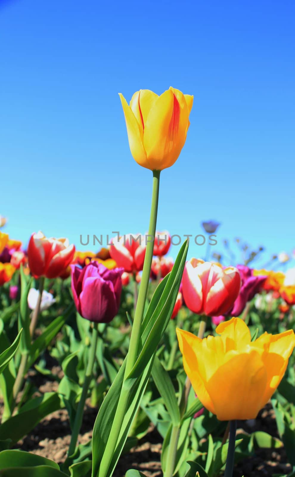 Yellow tulip upon others by beautiful weather