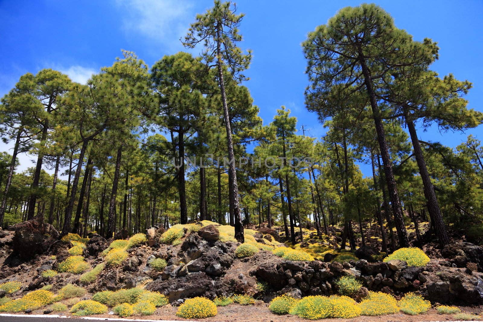 Tenerife forest landscape in Teide national park. Volcano Teide on Tenerife, Canary Islands, Spain