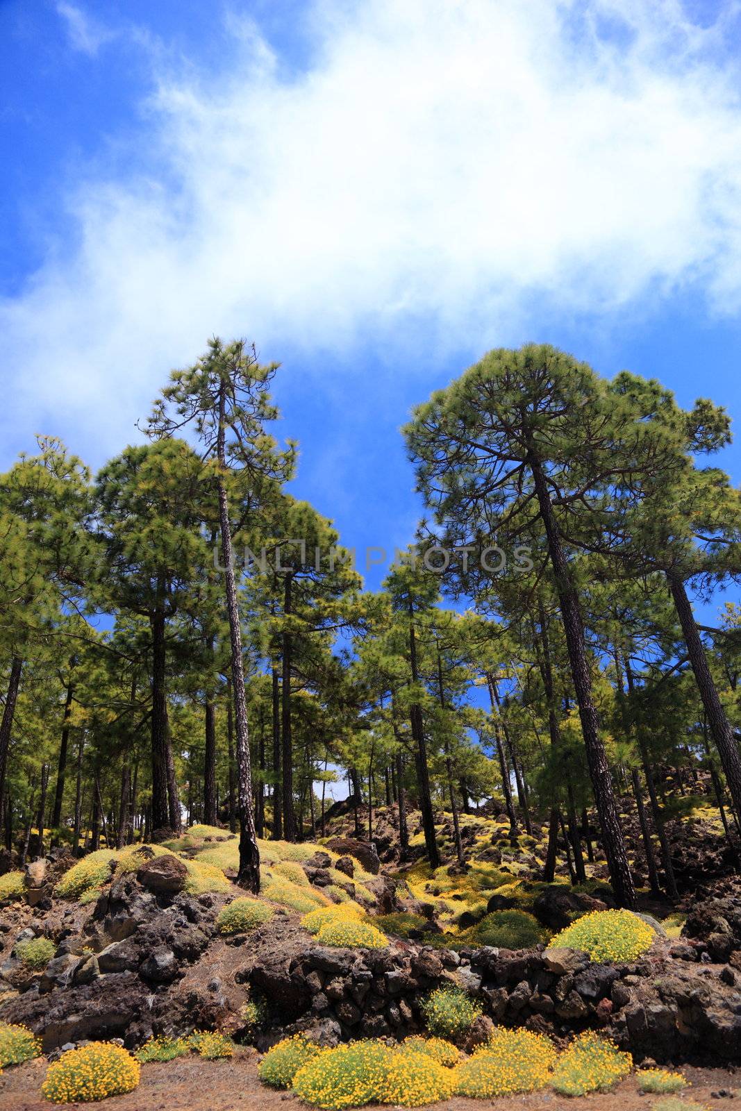 Tenerife forest landscape on teide by Maridav