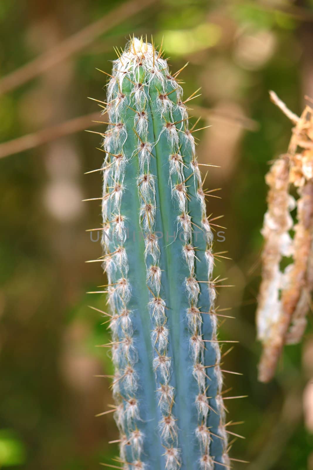 View of a cactus at the Guanica Dry Forest Reserve of Puerto Rico.