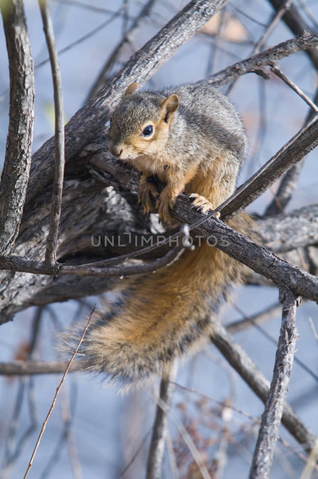 Squirrel by davidagall