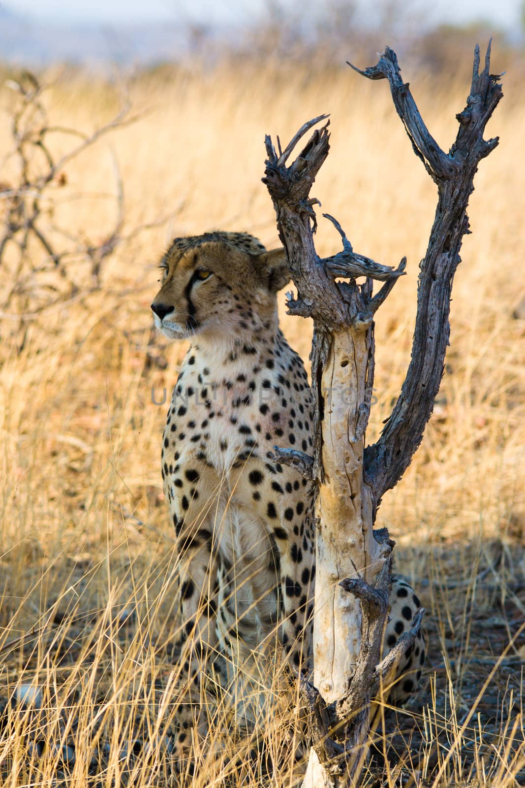 An erect cheetah alertly scans the horizon for its next prey