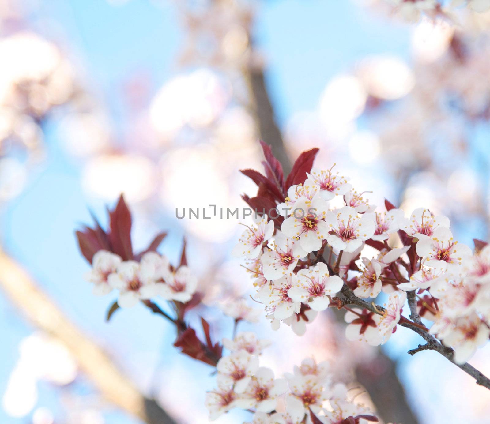 Blossoming Plum Tree in the Spring