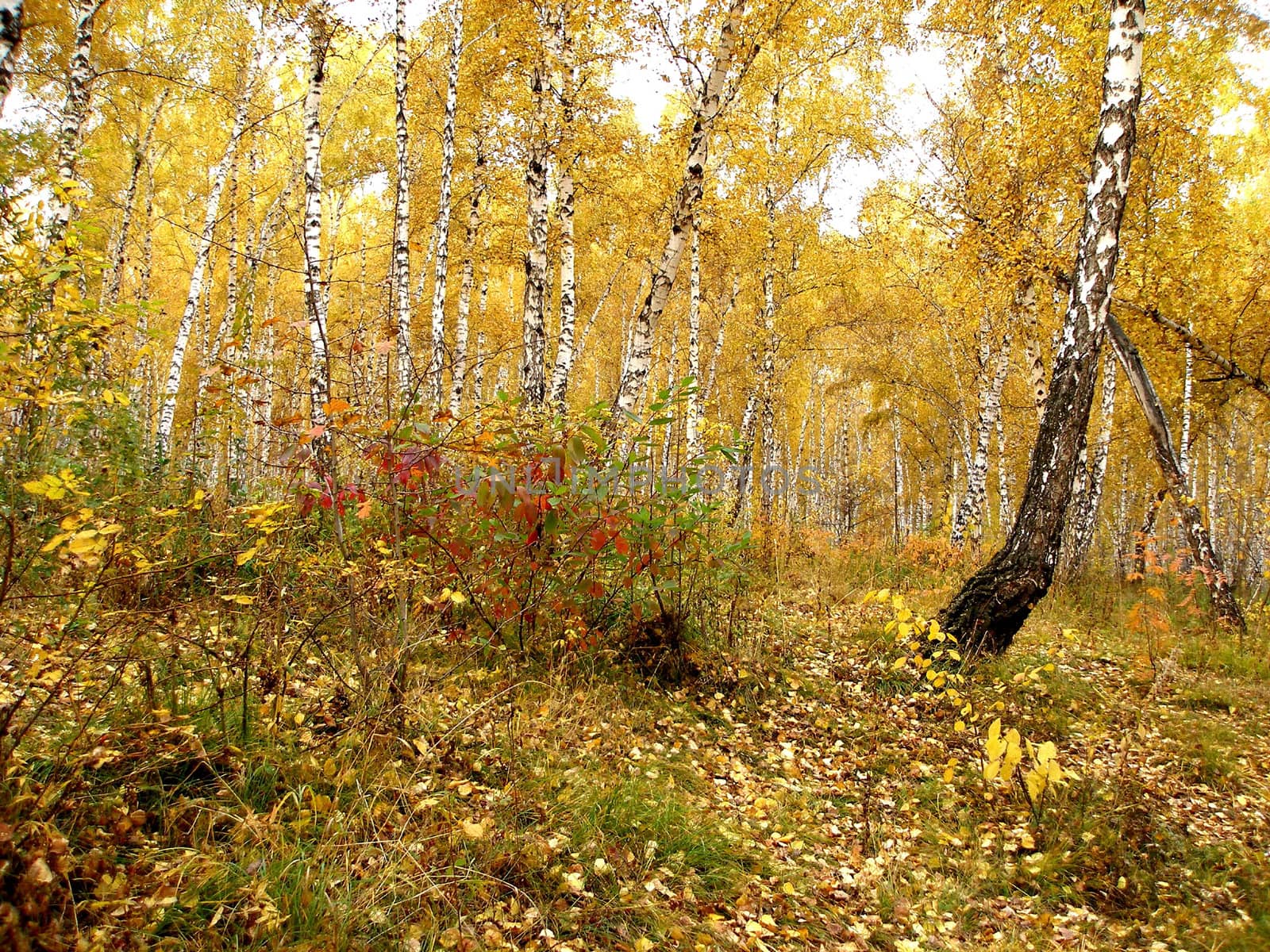 Autumn Siberian landscape, vicinities of a city of Novosibirsk, Russia