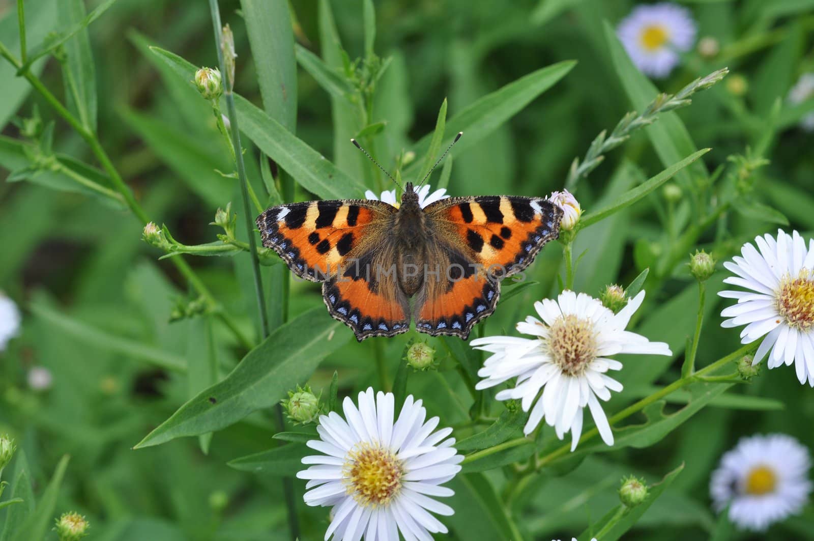 butterfly on a camomile by alexcoolok