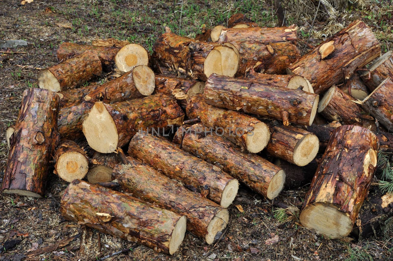 Pile of wet pine chocks on the ground