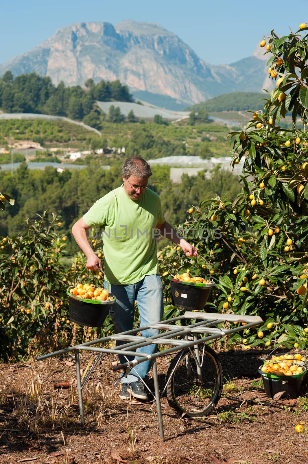 Agricultural worker during the loquat harvest season