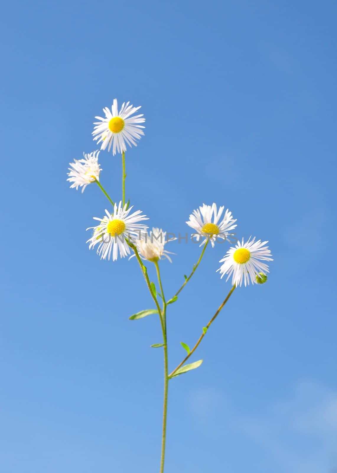 Annual fleabane (Erigeron annuus) by rbiedermann