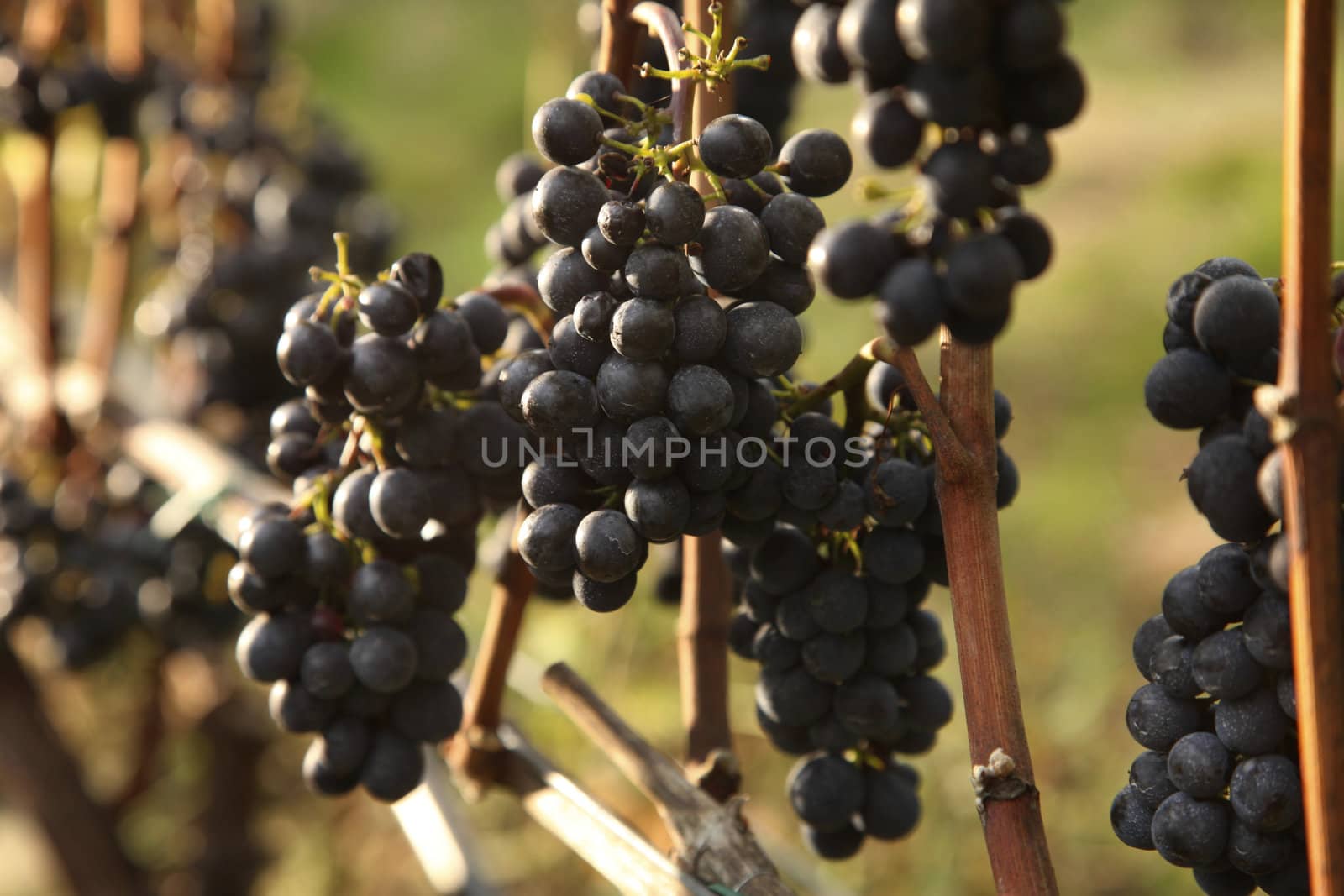 closeup of red grapes in a vineyard