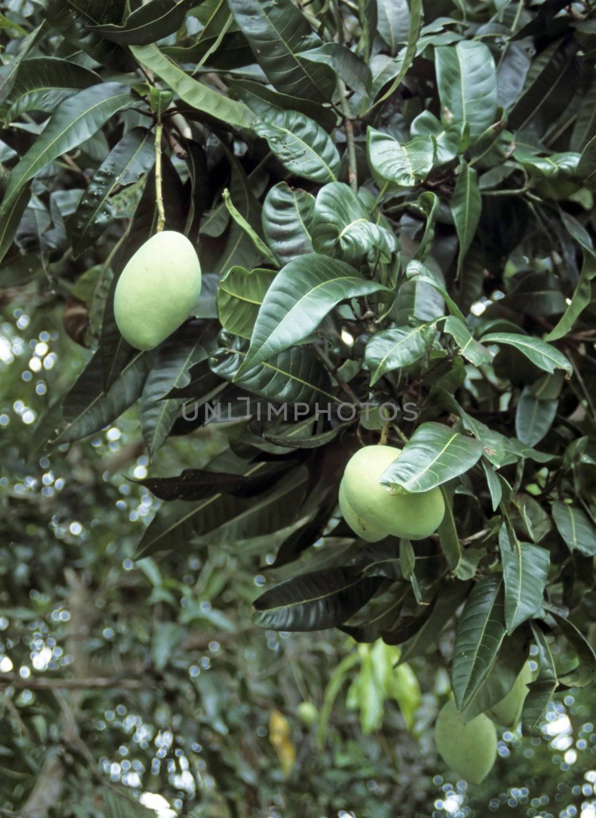 Mango tree (Mangifera indica) by rbiedermann