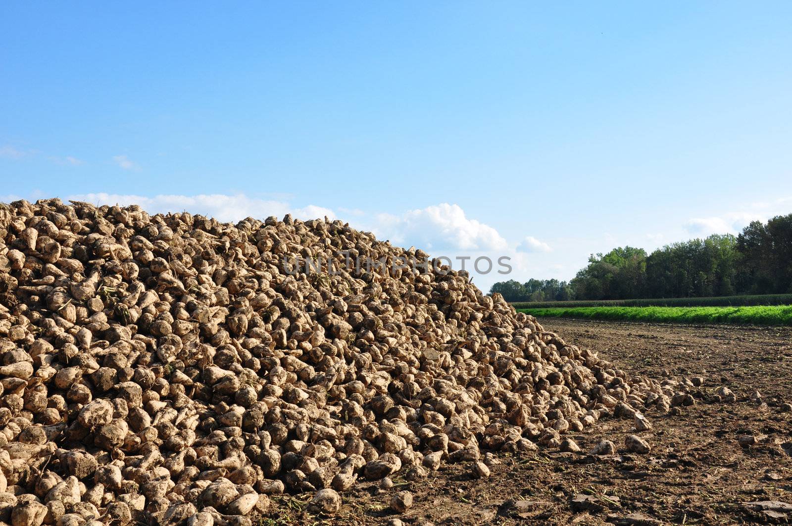 Sugar beets