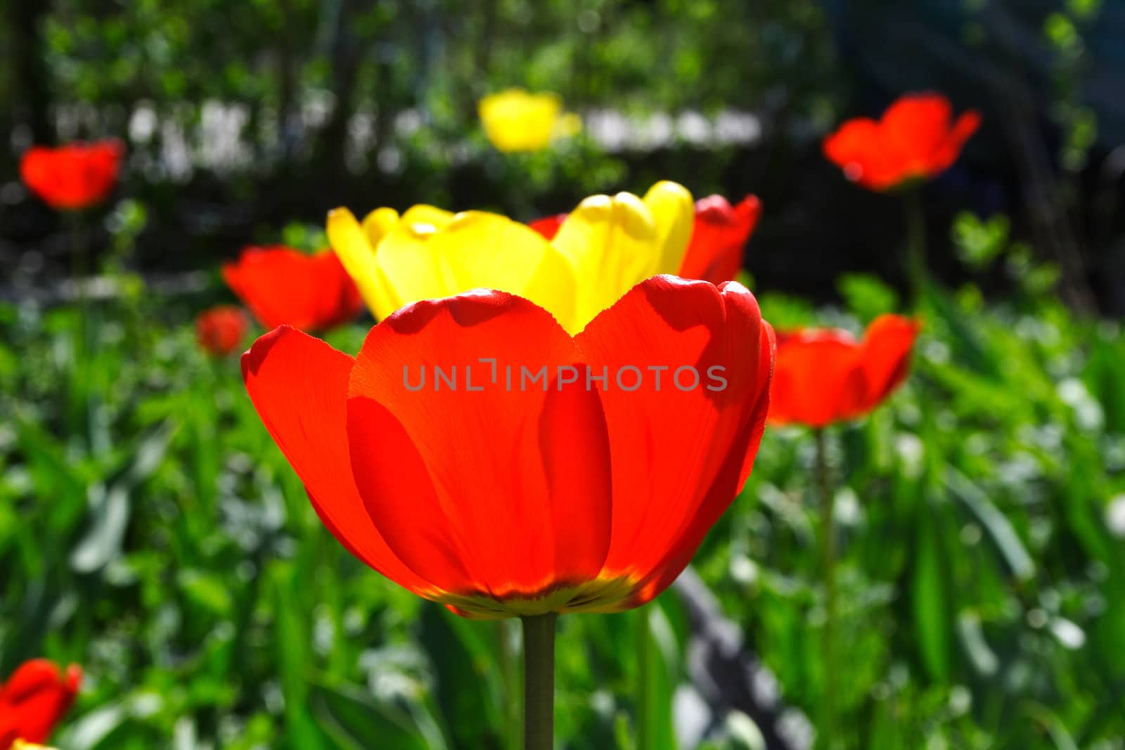 fresh spring tulips flowers in the yard
