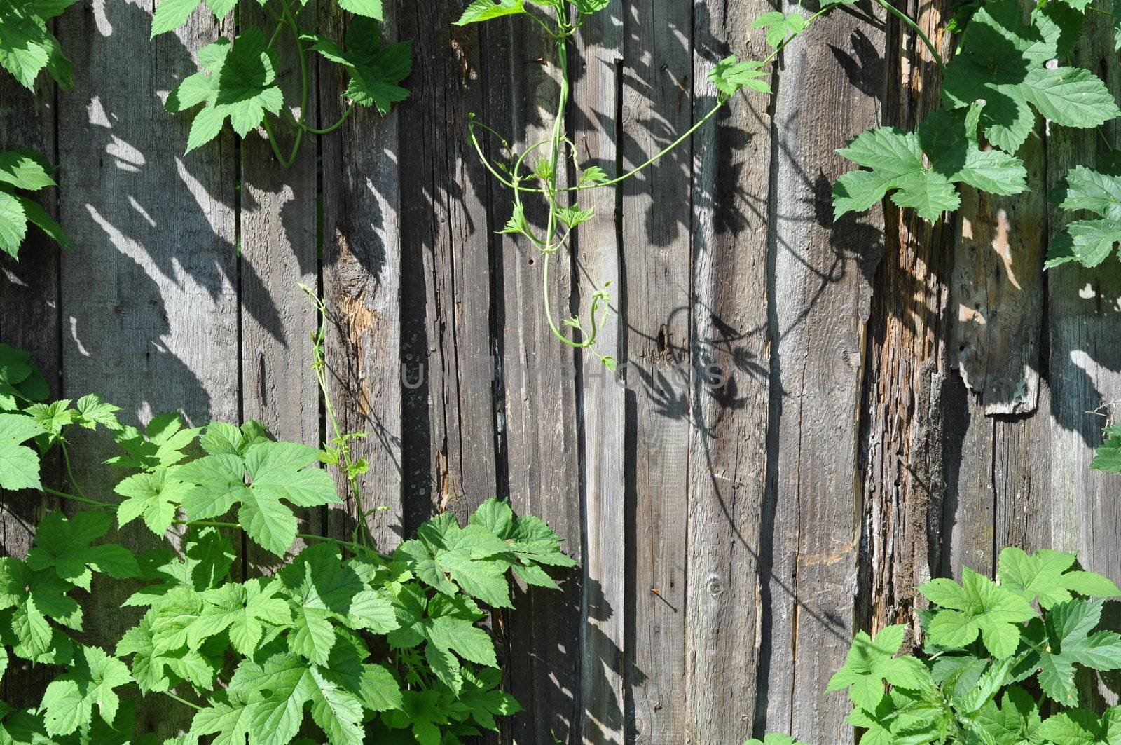 Natural background: a old wooden fence and a climber plant hop