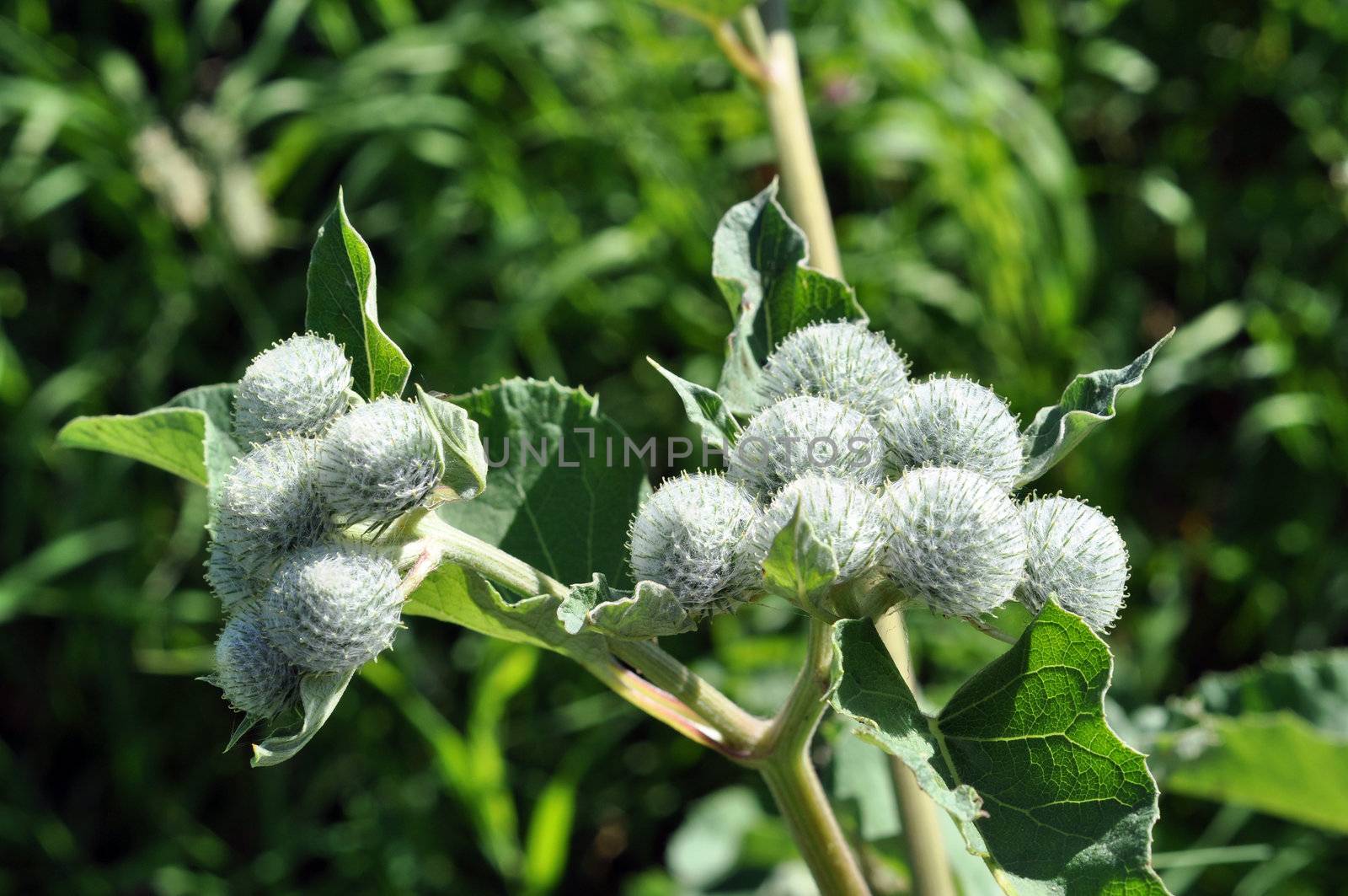 Young burdock, June, Moscow suburbs, the central Russia