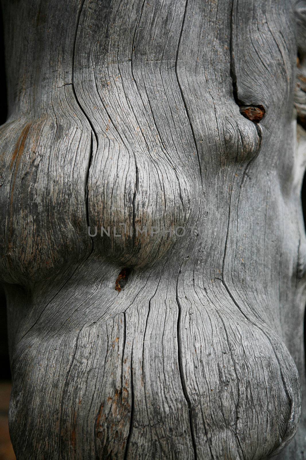 Snag wood texture background