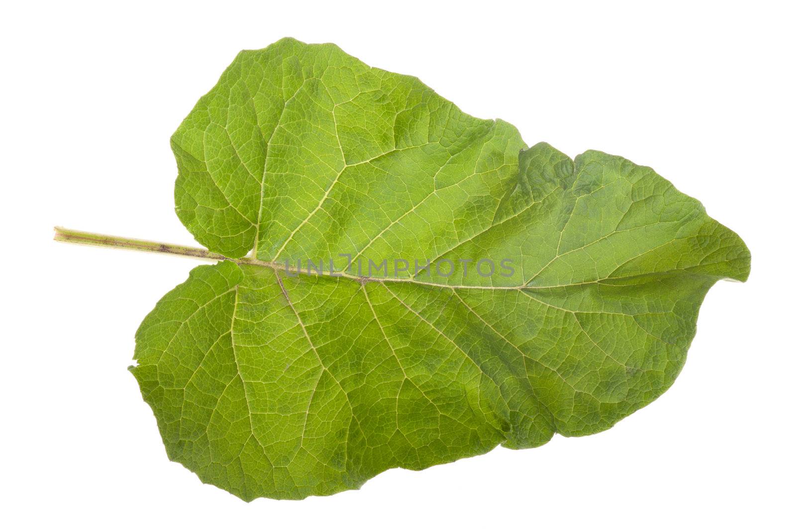 Burdock leaf isolated on white