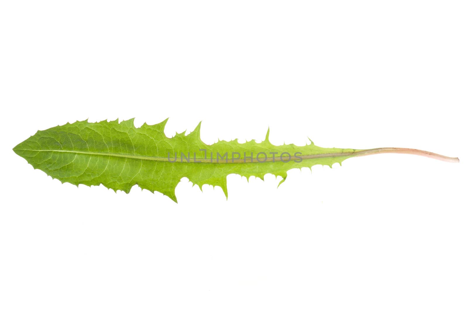 Dandelion leaf isolated on white